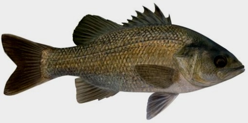 Australian Bass
