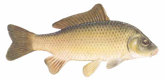 Carp