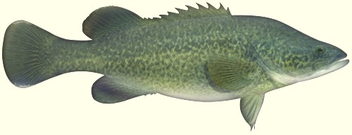 Murray Cod