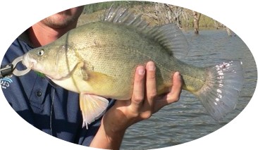 Golden Perch