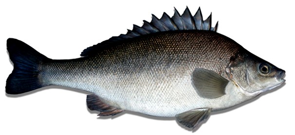 Silver Perch