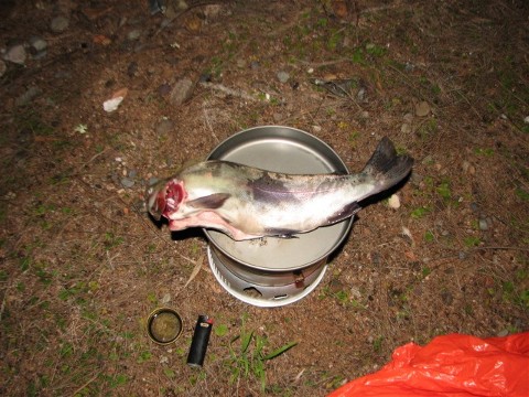 Trout on a tragia stove