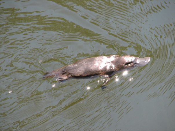 Platapus
