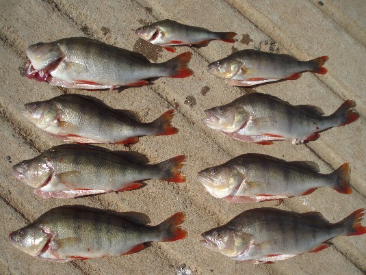 redfin